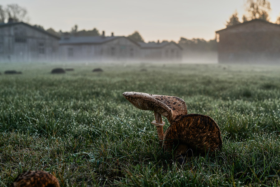 In the misty morning light, two mushrooms stand on a meadow. Barracks can be seen in the background.
